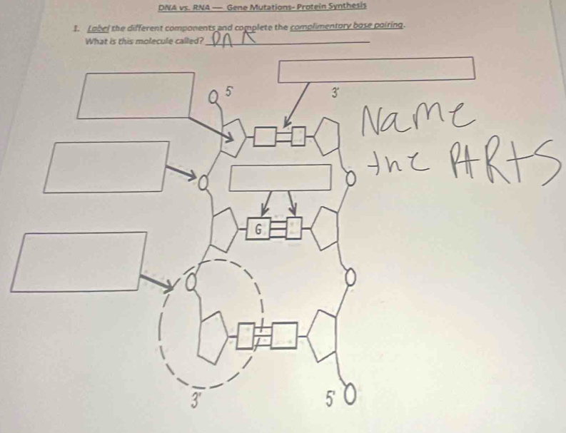 DNA vs. RNA — Gene Mutations- Protein Synthesis 
I. Lobel the different components and complete the complimentory bose poiring. 
What is this molecule called?_