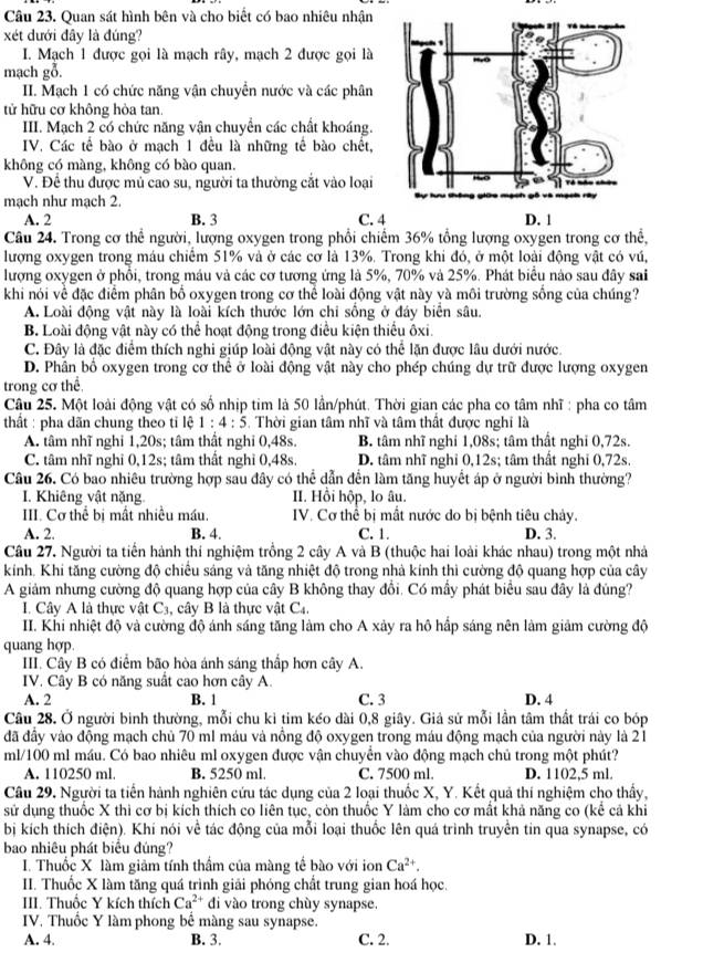 Quan sát hình bên và cho biết có bao nhiêu nhận
xét dưới đây là đúng?
I. Mạch 1 được gọi là mạch rây, mạch 2 được gọi là
mạch gỗ.
II. Mạch 1 có chức năng vận chuyển nước và các phân
tử hữu cơ không hòa tan
III. Mạch 2 có chức năng vận chuyển các chất khoáng.
IV. Các tế bào ở mạch 1 đều là những tế bào chết,
không có màng, không có bào quan.
V. Để thu được mủ cao su, người ta thường cắt vào loại 
mạch như mạch 2.
A. 2 B. 3 C. 4 D. 1
Câu 24. Trong cơ thể người, lượng oxygen trong phổi chiếm 36% tổng lượng oxygen trong cơ thể,
lượng oxygen trong máu chiểm 51% và ở các cơ là 13%. Trong khi đó, ở một loài động vật có vú,
lượng oxygen ở phổi, trong máu và các cơ tương ứng là 5%, 70% và 25%. Phát biểu nào sau đây sai
khi nói về đặc điểm phân bố oxygen trong cơ thể loài động vật này và môi trường sống của chúng?
A. Loài động vật này là loài kích thước lớn chi sống ở đáy biển sâu.
B. Loài động vật này có thể hoạt động trong điều kiện thiểu ôxi.
C. Đây là đặc điểm thích nghi giúp loài động vật này có thể lặn được lâu dưới nước.
D. Phân bố oxygen trong cơ thể ở loài động vật này cho phép chúng dự trữ được lượng oxygen
trong cơ thể
Câu 25. Một loài động vật có số nhịp tim là 50 lần/phút. Thời gian các pha co tâm nhĩ : pha co tâm
thất : pha dãn chung theo tỉ lệ 1:4:5 5. Thời gian tâm nhĩ và tâm thất được nghi là
A. tâm nhĩ nghi 1,20s; tâm thất nghi 0,48s. B. tâm nhĩ nghi 1,08s; tâm thất nghi 0,72s.
C. tâm nhĩ nghỉ 0,12s; tâm thất nghi 0,48s. D. tâm nhĩ nghỉ 0,12s; tâm thất nghỉ 0,72s
Câu 26. Có bao nhiêu trường hợp sau đây có thể dẫn đến làm tăng huyết áp ở người bình thường?
I. Khiêng vật nặng II. Hồi hộp, lo âu.
II. Cơ thể bị mất nhiều máu IV. Cơ thể bị mất nước do bị bệnh tiêu chảy.
A. 2. B. 4. C. 1. D. 3.
Câu 27. Người ta tiền hành thí nghiệm trồng 2 cây A và B (thuộc hai loài khác nhau) trong một nhà
kinh. Khi tăng cường độ chiều sáng và tăng nhiệt độ trong nhà kính thì cường độ quang hợp của cây
A giảm nhưng cường độ quang hợp của cây B không thay đổi. Có mây phát biểu sau đây là đúng?
I. Cây A là thực vật C3, cây B là thực vật C_4.
II. Khi nhiệt độ và cường độ ánh sáng tăng làm cho A xảy ra hộ hấp sáng nên làm giảm cường độ
quang hợp.
III. Cây B có điểm bão hòa ánh sáng thấp hơn cây A.
IV. Cây B có năng suất cao hơn cây A.
A. 2 B. 1 C. 3 D. 4
Câu 28. Ở người binh thường, mỗi chu kỉ tim kéo dài 0,8 giây. Giả sử mỗi lần tâm thất trái co bóp
đã đầy vào động mạch chủ 70 m1 máu và nồng độ oxygen trong máu động mạch của người này là 21
ml/100 ml máu. Có bao nhiêu ml oxygen được vận chuyển vào động mạch chủ trong một phút?
A. 110250 ml. B. 5250 ml. C. 7500 ml. D. 1102,5 ml.
Câu 29, Người ta tiến hành nghiên cứu tác dụng của 2 loại thuốc X, Y. Kết quả thí nghiệm cho thấy,
sử dụng thuốc X thì cơ bị kích thích co liên tục, còn thuốc Y làm cho cơ mất khả năng co (kế cả khi
bị kích thích điện). Khí nói về tác động của mỗi loại thuốc lên quá trình truyền tin qua synapse, có
bao nhiêu phát biểu đúng?
I. Thuốc X làm giảm tính thầm của màng tế bào với ion Ca^(2+).
II. Thuốc X làm tăng quá trình giải phóng chất trung gian hoá học.
III. Thuốc Y kích thích Ca^(2+) di vào trong chùy synapse.
IV. Thuốc Y làm phong bể màng sau synapse.
A. 4. B. 3. C. 2. D. 1.