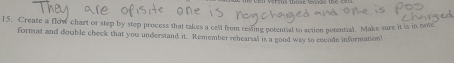 Create a flow chart or step by step process that takes a cell from resting potential to action potential. Make sure it is in note 
format and double check that you understand it. Remember rehearsal is a good way to encode information!