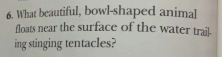 What beautiful, bowl-shaped animal 
floats near the surface of the water trail- 
ing stinging tentacles?