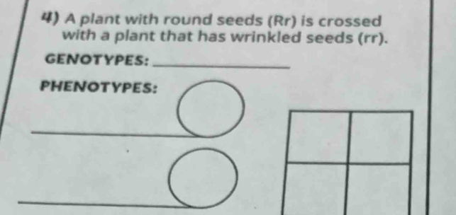 A plant with round seeds (Rr) is crossed 
with a plant that has wrinkled seeds (rr). 
GENOTYPES:_ 
PHENOTYPES: