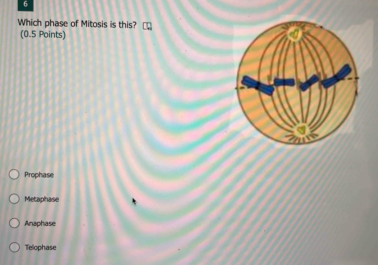 Which phase of Mitosis is this?
(0.5 Points)
Prophase
Metaphase
Anaphase
Telophase