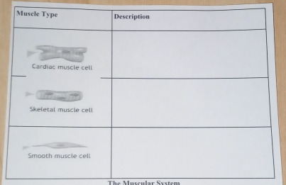 The Muscular System