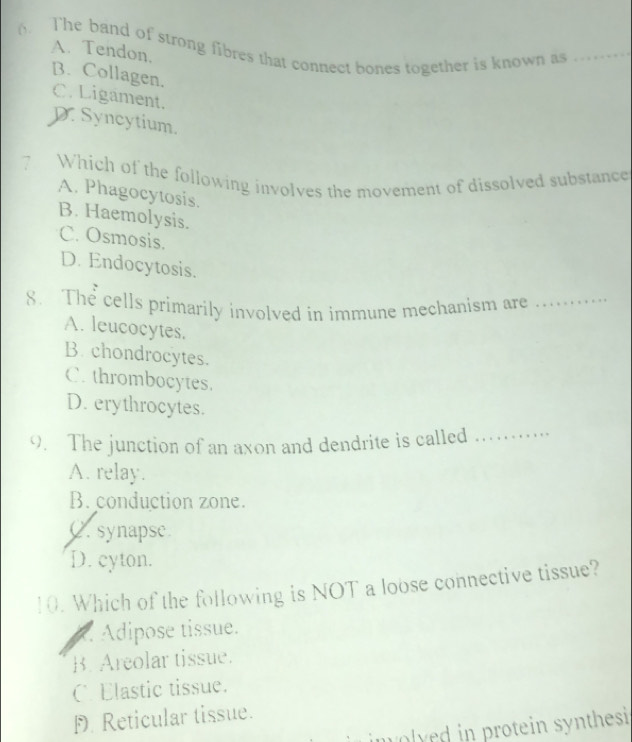 The band of strong fibres that connect bones together is known as_
A. Tendon.
B. Collagen.
C. Ligament.
D. Syncytium.
7 Which of the following involves the movement of dissolved substance
A. Phagocytosis.
B. Haemolysis.
C. Osmosis.
D. Endocytosis.
8. The cells primarily involved in immune mechanism are_
A. leucocytes.
B. chondrocytes.
C. thrombocytes.
D. erythrocytes.
9. The junction of an axon and dendrite is called
_
A. relay.
B. conduction zone.
C. synapse.
D. cyton.
10. Which of the following is NOT a loose connective tissue?
*. Adipose tissue.
B. Areolar tissue.
C. Elastic tissue.
p. Reticular tissue.
m olved in protein synthesi