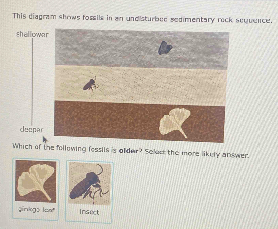 This diagram shows fossils in an undisturbed sedimentary rock sequence.
shallow
deepe
Which ofe following fossils is older? Select the more likely answer.
ginkgo leaf insect