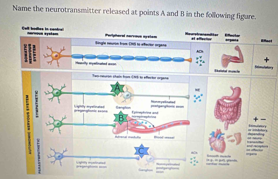 Name the neurotransmitter released at points A and B in the following figure. 
er Effector 
organs Effect 
+ 
Stimulatory 
Skeletal muscle 
- 
Stimulatory 
or inhibitory. 
depending 
on neuro 
transmitter 
and receptors 
on effector 
organs 
th muscle 
in gut), glands, 
ac musclé 
akon