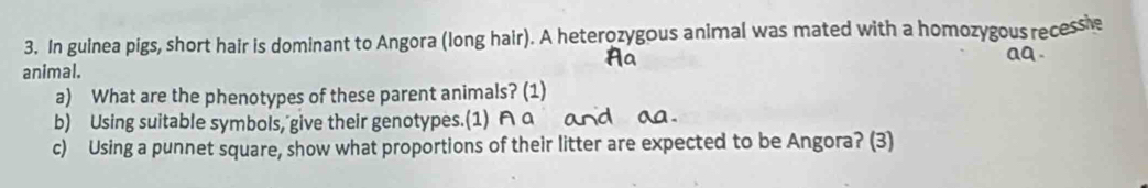 In guinea pigs, short hair is dominant to Angora (long hair). A heterozygous animal was mated with a homozygous recessie 
animal. 
a) What are the phenotypes of these parent animals? (1) 
b) Using suitable symbols, give their genotypes.(1) A a and a 
c) Using a punnet square, show what proportions of their litter are expected to be Angora? (3)