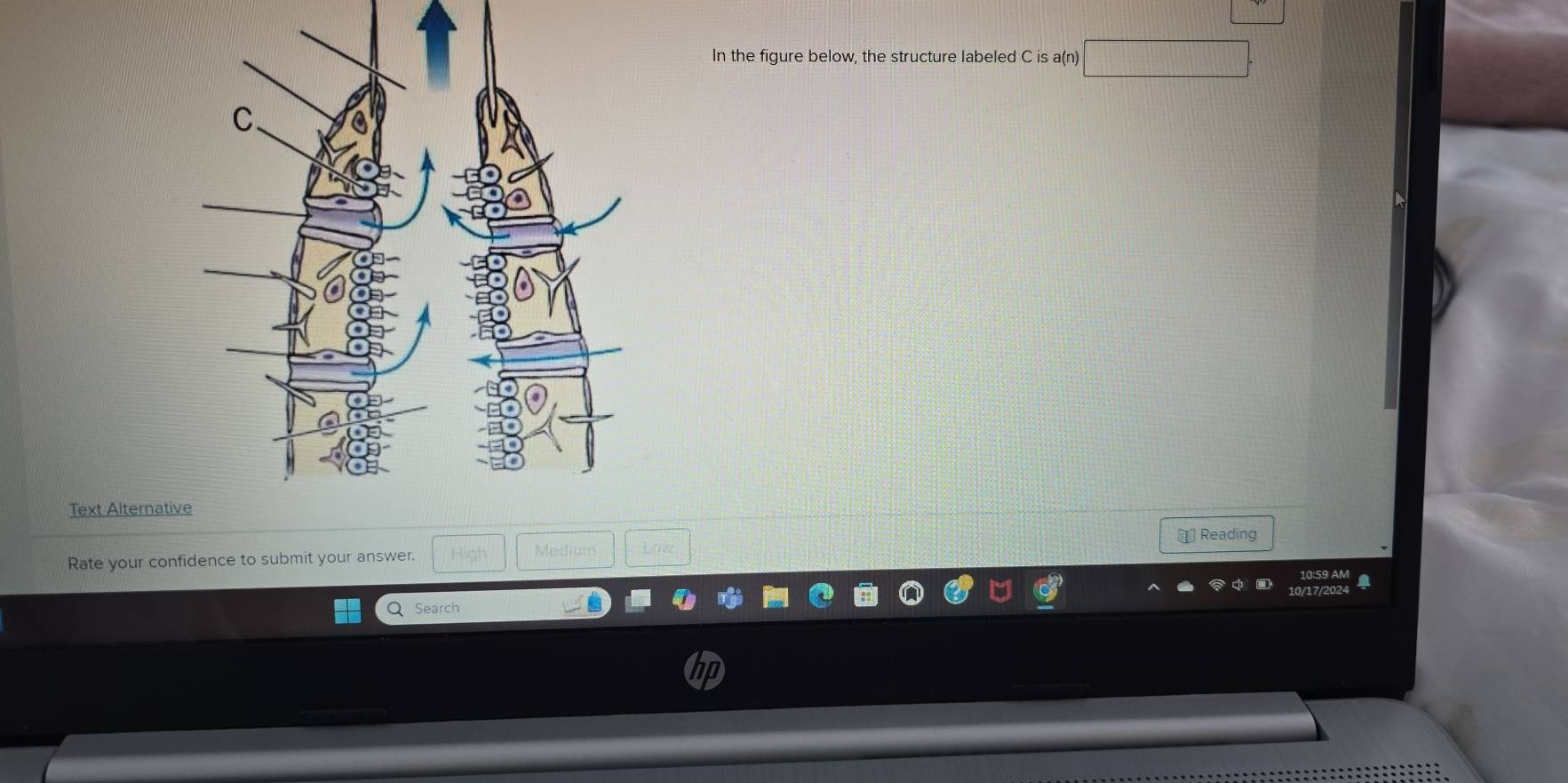 In the figure below, the structure labeled C is a(n) y=□°
Text Alternati 
Rate your confidence to submit your answer. Medium Law ⊥ Reading 
Q Search 0/17/2024 10:59 AM
