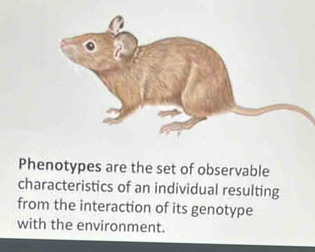 Phenotypes are the set of observable 
characteristics of an individual resulting 
from the interaction of its genotype 
with the environment.