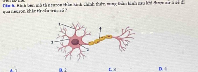 trên cơ the.
Cầu 6. Hình bên mô tả neuron thần kinh chính thức, xung thần kinh sau khi được xử lí sẽ đi
qua neuron khác từ cấu trúc số ?
A. 1
B. 2 C. 3 D. 4