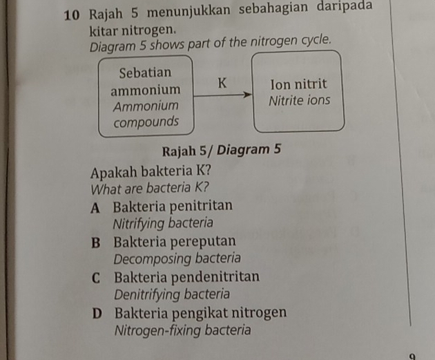 Rajah 5 menunjukkan sebahagian daripada
kitar nitrogen.
Diagram 5 shows part of the nitrogen cycle.
Sebatian
ammonium K Ion nitrit
Ammonium Nitrite ions
compounds
Rajah 5/ Diagram 5
Apakah bakteria K?
What are bacteria K?
A Bakteria penitritan
Nitrifying bacteria
B Bakteria pereputan
Decomposing bacteria
C Bakteria pendenitritan
Denitrifying bacteria
D Bakteria pengikat nitrogen
Nitrogen-fixing bacteria
q