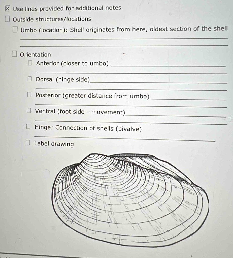 ×Use lines provided for additional notes 
Outside structures/locations 
Umbo (location): Shell originates from here, oldest section of the shell 
_ 
_ 
Orientation 
Anterior (closer to umbo)_ 
_ 
Dorsal (hinge side) 
_ 
_ 
Posterior (greater distance from umbo)_ 
_ 
Ventral (foot side - movement) 
_ 
_ 
Hinge: Connection of shells (bivalve) 
_ 
Label drawing