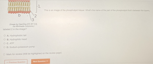 This is an image of the phospholipid bilayer. What's the name of the part of the phospholipid that's between the layers,
(Image by OpenStax [CC BY 3.0 ]. via Wikimedia Commons.)
labeled 2 in the image?
A. Hydrophobic tail
B. Hydrophilic head
C. ATP
D. Sodium-potassium pump
Mark for review (Will be highlighted on the review page)
< Previous Question Next Question X