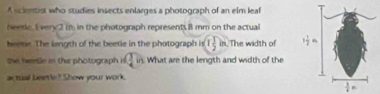 A scienist who studies insects enlarges a photograph of an elm leaf
beede. Every 2 in in the photograph represents 8 mm on the actual
beerie. The length of the beetie in the photograph is 1 1/2 in. The width of 
the heetle in the photograph is .  3/4 in What are the length and width of the
a tuall beetle? Show your work.
 1/4 n