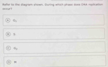 Refer to the diagram shown. During which phase does DNA replication
occur?
A G_1
B S
C G_2
M