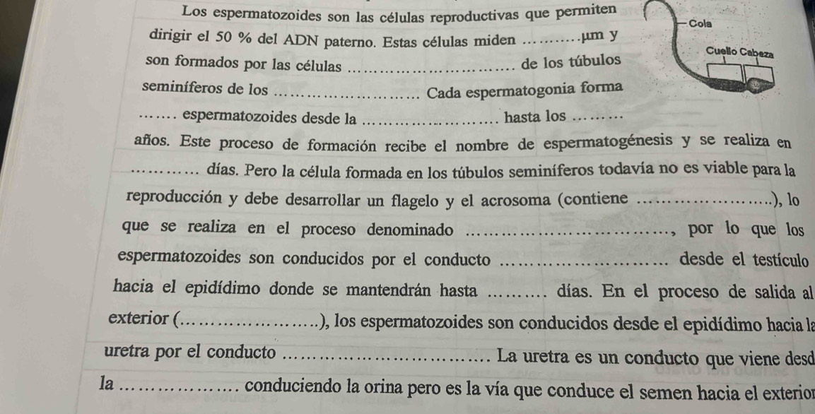 Los espermatozoides son las células reproductivas que permiten Cola 
dirigir el 50 % del ADN paterno. Estas células miden _ μm y 
Cuello Cabeza 
son formados por las células_ 
de los túbulos 
seminíferos de los_ 
Cada espermatogonia forma 
_espermatozoides desde la _hasta los_ 
años. Este proceso de formación recibe el nombre de espermatogénesis y se realiza en 
_días. Pero la célula formada en los túbulos seminíferos todavía no es viable para la 
reproducción y debe desarrollar un flagelo y el acrosoma (contiene _.), lo 
que se realiza en el proceso denominado _por lo que los 
espermatozoides son conducidos por el conducto _desde el testículo 
hacia el epidídimo donde se mantendrán hasta _días. En el proceso de salida al 
exterior (_ (), los espermatozoides son conducidos desde el epidídimo hacia la 
uretra por el conducto _La uretra es un conducto que viene desd 
la_ 
conduciendo la orina pero es la vía que conduce el semen hacia el exterion