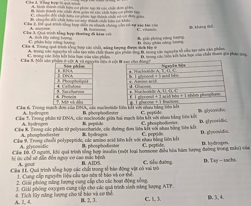 Tổng hợp là quả trình
A. hình thành chất hữu cơ phức tạp từ các chất đơn giản.
B. hình thành các chất đơn giản từ các chất hữu cơ phức tạp.
C. chuyển đổi chất hữu cơ phức tạp thành chất vô cơ đơn giản.
D. chuyển đổi chất hữu cơ này thành chất hữu cơ khác,
Cầu 2. Để quá trình tổng hợp diễn ra nhanh chóng cần có sự xúc tác của
A. enzyme. B. hormone. C. vitamin.
D. kháng thể.
Câu 3. Quá trình tổng hợp thường đi kèm với
A. tích lũy năng lượng. B. giải phóng năng lượng
C. phân hủy năng lượng.
Câu 4. Trong quá trình tổng hợp các chất, năng lượng được tích lũy ở D. thủy phân năng lượng.
A. trong các nguyên tổ cầu tạo nên chất tham gia phản ứng B. trong các nguyên tố cầu tạo nên sản phẩm
C. trong các liên kết hóa học của sản phẩm.
Câu 5. Nổi sản phẩm ở cột A và nguyên liệu ở cột D. trong các liên kết hóa học của chất tham gia phản ứng
 
 
 
 
 
 
 
Câu 6. Trong mạch đơn của DNA, các nucleotide liên kết với nhau bằng
A. hydrogen B. phosphodiester C. peptide.
D. glycosidic.
Cầu 7. Trong phân tử DNA, các nucleotide giữa hai mạch liên kết với nhau bằng liên kết
A. hydrogen B. peptide C. phosphodiester. D. glycosidic.
Câu 8. Trong các phân tử polysaccharide, các đường đơn liên kết với nhau bằng liên kết
A. phosphodiester B. hydrogen C. peptide. D. glycoșidic.
Câu 9. Trong chuỗi polypeptide, các amino acid liên kết với nhau bằng liên kết
A. glycosidic B. phosphodiester C. peptide. D. hydrogen.
Câu 10. Ở người, khi quá trình tổng hợp insulin (một loại hormone điều hòa hàm lượng đường trong máu) của
bị ức chế sẽ dẫn đến nguy cơ cao mắc bệnh
A. gout B. AIDS. C. tiểu đường. D. Tay - sachs.
Câu 11. Quá trình tổng hợp các chất trong tế bào động vật có vai trò
1. Cung cấp nguyên liệu cấu tạo nên tế bào và cơ thể.
2. Giải phóng năng lượng cung cấp cho các hoạt động sống.
3. Giải phóng oxygen cung cấp cho các quá trình sinh năng lượng ATP.
4. Tích lũy năng lượng cho tế bào và cơ thể. D. 3, 4.
A. I, 4. B. 2, 3. C. 1, 3.