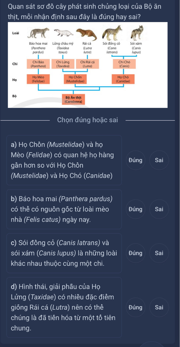 Quan sát sơ đô cây phát sinh chủng loại của Bộ ăn
thịt, mỗi nhận định sau đây là đúng hay sai?
Chọn đúng hoặc sai
a) Họ Chôn (Mustelidae) và họ
Mèo (Felidae) có quan hệ họ hàng Đúng Sai
gần hơn so với Họ Chôn
(Mustelidae) và Họ Chó (Canidae)
b) Báo hoa mai (Panthera pardus)
có thể có nguôn gốc từ loài mèo Đúng Sai
nhà (Felis catus) ngày nay.
c) Sói đông cỏ (Canis latrans) và
sói xám (Canis lupus) là những loài Đúng Sai
khác nhau thuộc cùng một chi.
d) Hình thái, giải phãu của Họ
Lửng (Taxidae) có nhiều đặc điêm
giỗng Rái cá (Lutra) nên có thể Đúng Sai
chúng là đã tiên hóa từ một tổ tiên
chung.