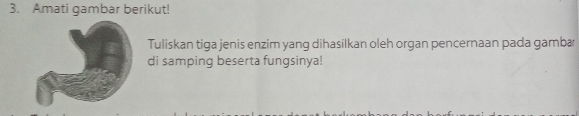 Amati gambar berikut! 
Tuliskan tiga jenis enzim yang dihasilkan oleh organ pencernaan pada gambar 
di samping beserta fungsinya!