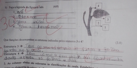 Faça a legenda da figura so lado. (4.0) 4
_1 
_
3
_ 3
2
_4 
1 
Que funções desempenham as estruturas indicadas pelos números 3 e 4? 
_ 
Estrutura 3 - (2,0)
_ 
Estrutura 4 →_ 
_ 
2. As colunas abaixo são referentes às classificações do caule. Estabelo 
r lementos de s t