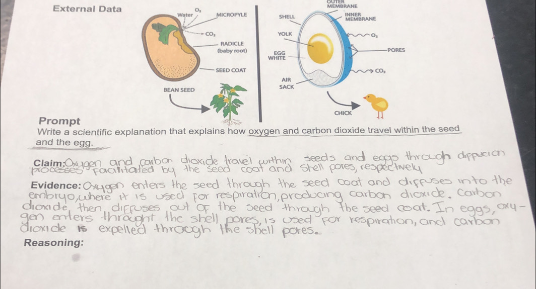 MEMBRANE
External Data
 
Prompt
Write a scientific explanation that explains how oxn the seed
and the egg.
Claim:
Evidence:
Reasoning: