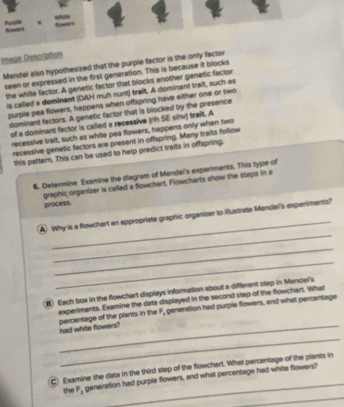 Image Description 
Mendel also hypothesized that the purple factor is the only factor 
seen or expressed in the first generation. This is because it blocks 
the white factor. A genetic factor that blocks another genetic factor 
is called a dominant (DAH muh nunt) trait. A dominant trait, such as 
purple pea flowers, happens when offspring have either one or two 
dominant factors. A genetic factor that is blocked by the presence 
of a dominant factor is called a recessive (rih SE sihv) trait. A 
recessive trait, such as white pea flowers, happens only when two 
recessive genetic factors are present in offspring. Many traits follow 
this pattern. This can be used to help predict traits in offspring. 
6. Determine Examine the diagram of Mendel's experiments. This type of 
graphic organizer is called a flowchart. Flowcharts show the steps in a 
process. 
_ 
_ 
A) Why is a flowchart an appropriate graphic organizer to illustrate Mendel's experiments? 
_ 
_ 
B) Each box in the flowchart displays information about a different step in Mendel's 
experiments. Examine the data displayed in the second step of the flowchart. What 
percentage of the plants in the r , generation had purple flowers, and what percentage 
_had white flowers? 
_ 
C) Examine the data in the third step of the flowchart. What percentage of the plants in 
_ 
the F_2 generation had purple flowers, and what percentage had white flowers?