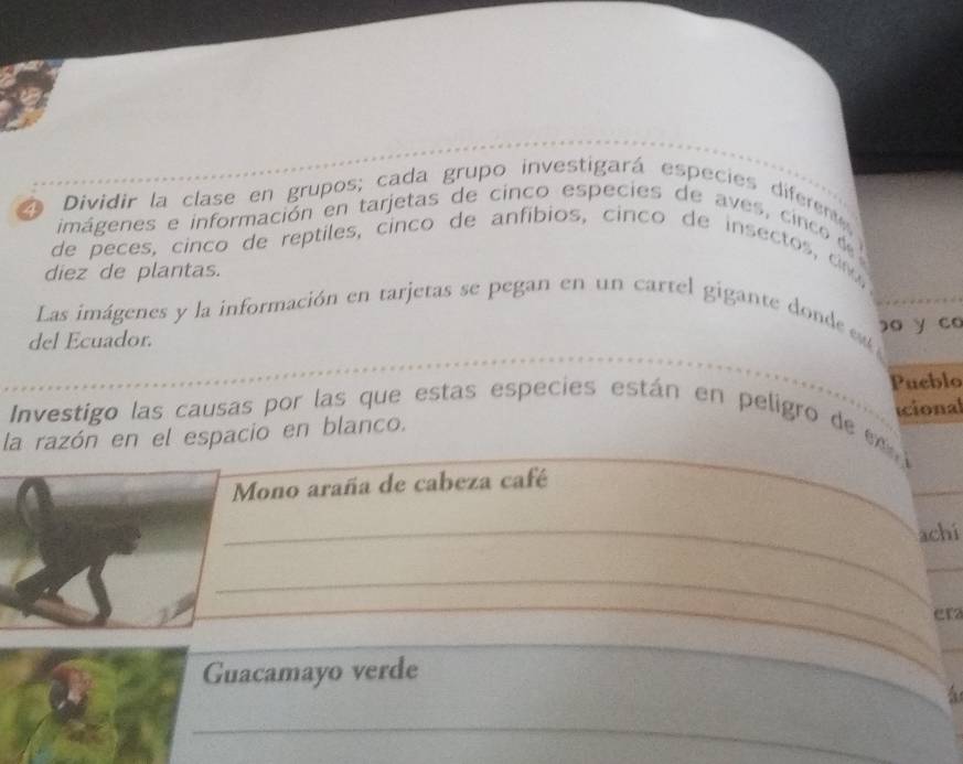 Dividir la clase en grupos; cada grupo investigará especies diferente 
imágenes e información en tarjetas de cinco especies de aves, cinco d 
de peces, cinco de reptiles, cinco de anfíbios, cinco de insectos, d 
diez de plantas. 
Las imágenes y la información en tarjetas se pegan en un cartel gigante donde e 
del Ecuador. bo y co 
Pueblo 
Investigo las causas por las que estas especies están en peligro de en j tcional 
la razón en el espacio en blanco. 
_ 
_ 
Mono araña de cabeza café 
_achí 
_ 
_ 
_ 
_ 
_ 
erz 
Guacamayo verde 
_ 
_ 
_ 
_ 
a 
_