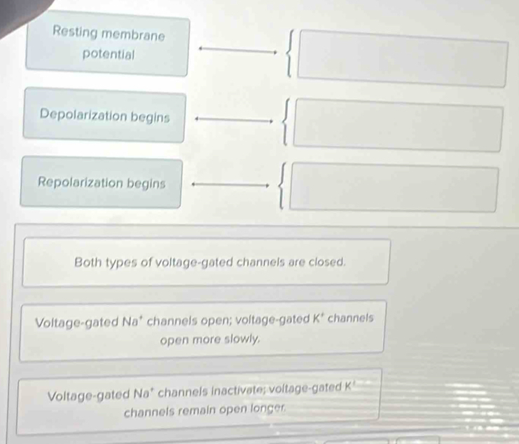 Resting membrane
potential° 
□  
Depolarization begins°
Repolarization begins
Both types of voltage-gated channels are closed.
Voltage-gated Na^+ channels open; voltage-gated K^+ channels
open more slowly.
Voltage-gated Na^+ channels inactivate; voltage-gated K
channels remain open longer.