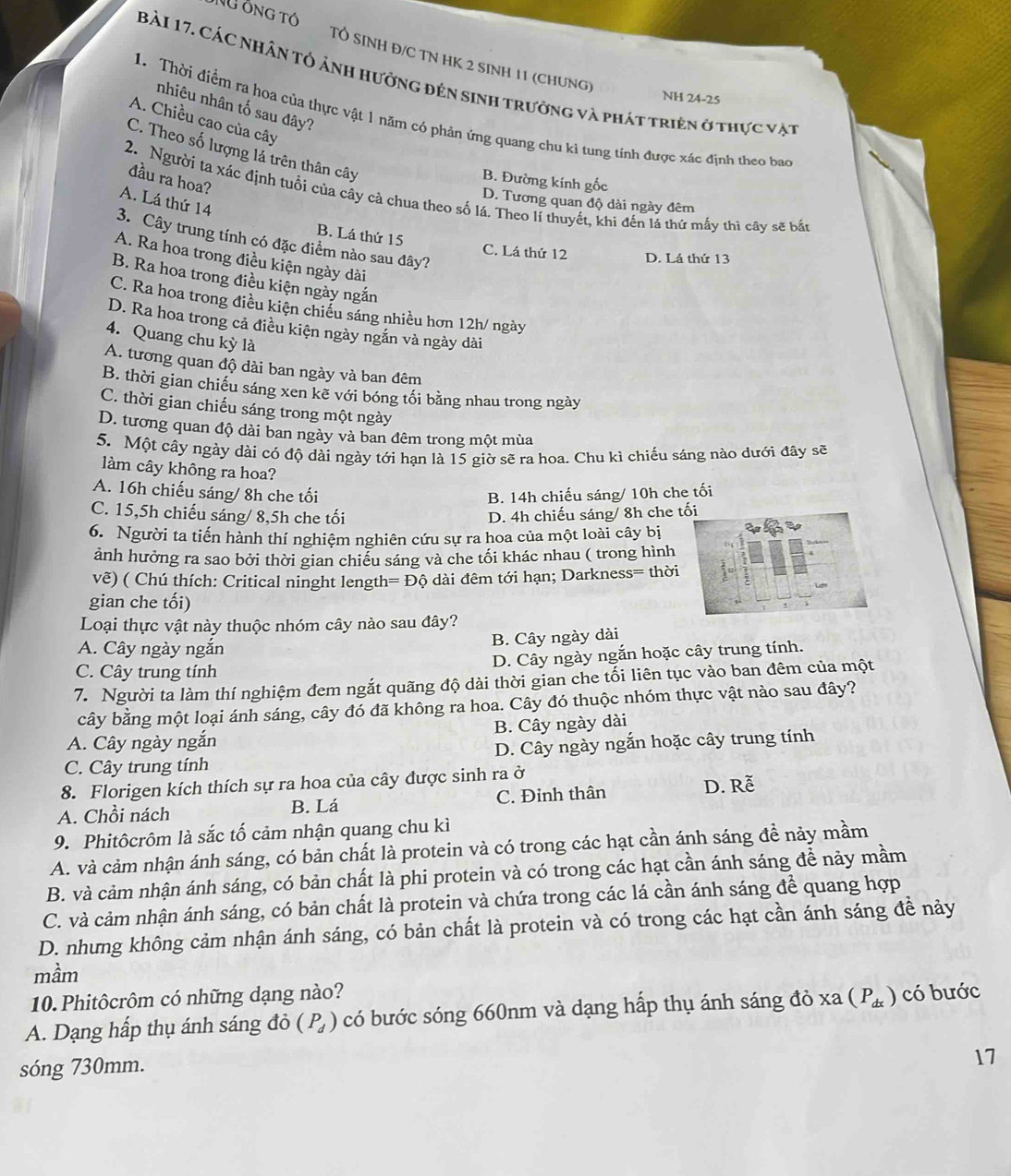 NU Ông tÓ  Tổ sinh đ/c tN hK 2 sinh 11 (chung)
Bài 17, Các Nhân tổ ảnh hưởng đến sinh trưởng và phát triên ở thực vật
NH 24-25
nhiêu nhân tố sau đây?
1. Thời điểm ra hoa của thực vật 1 năm có phản ứng quang chu kì tung tính được xác định theo bao
A. Chiều cao của cây
C. Theo số lượng lá trên thân cây
đầu ra hoa?
B. Đường kính gốc
2. Người ta xác định tuổi của cây cà chua theo số lá. Theo lí thuyết, khi đến lá thứ mấy thì cây sẽ bắt
A. Lá thứ 14
D. Tương quan độ dài ngày đêm
B. Lá thứ 15
3. Cây trung tính có đặc điểm nào sau đây?
C. Lá thứ 12 D. Lá thứ 13
A. Ra hoa trong điều kiện ngày dài
B. Ra hoa trong điều kiện ngày ngắn
C. Ra hoa trong điều kiện chiều sáng nhiều hơn 12h/ ngày
D. Ra hoa trong cả điều kiện ngày ngắn và ngày dài
4. Quang chu kỳ là
A. tương quan độ dài ban ngày và ban đêm
B. thời gian chiếu sáng xen kế với bóng tối bằng nhau trong ngày
C. thời gian chiếu sáng trong một ngày
D. tương quan độ dài ban ngày và ban đêm trong một mùa
5. Một cây ngày dài có độ dài ngày tới hạn là 15 giờ sẽ ra hoa. Chu kì chiếu sáng nào dưới đây sẽ
làm cây không ra hoa?
A. 16h chiếu sáng/ 8h che tối B. 14h chiếu sáng/ 10h che tối
C. 15,5h chiếu sáng/ 8,5h che tối D. 4h chiếu sáng/ 8h che tối
6. Người ta tiến hành thí nghiệm nghiên cứu sự ra hoa của một loài cây bị
ảnh hưởng ra sao bởi thời gian chiểu sáng và che tối khác nhau ( trong hình
vẽ) ( Chú thích: Critical ninght length =Dhat Q dài đêm tới hạn; Darkness= thời
gian che tối)
Loại thực vật này thuộc nhóm cây nào sau đây?
A. Cây ngày ngắn
B. Cây ngày dài
C. Cây trung tính D. Cây ngày ngắn hoặc cây trung tính.
7. Người ta làm thí nghiệm đem ngắt quãng độ dài thời gian che tối liên tục vào ban đêm của một
cây bằng một loại ánh sáng, cây đó đã không ra hoa. Cây đó thuộc nhóm thực vật nào sau đây?
A. Cây ngày ngắn B. Cây ngày dài
C. Cây trung tính D. Cây ngày ngắn hoặc cây trung tính
8. Florigen kích thích sự ra hoa của cây được sinh ra ở
A. Chồi nách B. Lá C. Đinh thân
D. Rễ
9. Phitôcrôm là sắc tố cảm nhận quang chu kì
A. và cảm nhận ánh sáng, có bản chất là protein và có trong các hạt cần ánh sáng đề nảy mầm
B. và cảm nhận ánh sáng, có bản chất là phi protein và có trong các hạt cần ánh sáng để này mầm
C. và cảm nhận ánh sáng, có bản chất là protein và chứa trong các lá cần ánh sáng để quang hợp
D. nhưng không cảm nhận ánh sáng, có bản chất là protein và có trong các hạt cần ánh sáng đề này
mầm
10. Phitôcrôm có những dạng nào?
A. Dạng hấp thụ ánh sáng đỏ (P_d) có bước sóng 660nm và dạng hấp thụ ánh sáng đỏ xa(P_dx) có bước
sóng 730mm.
17