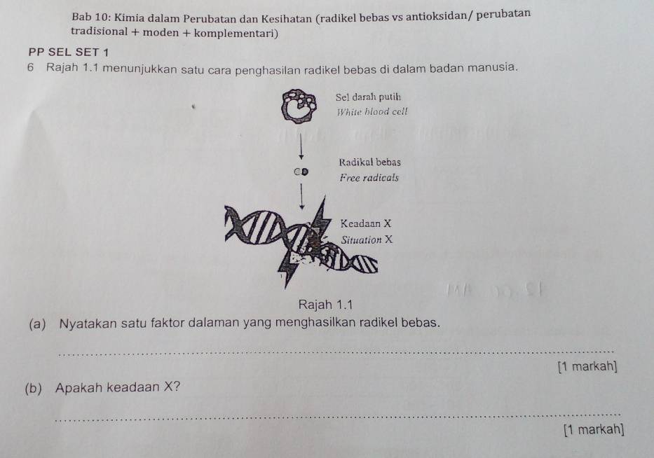 Bab 10: Kimia dalam Perubatan dan Kesihatan (radikel bebas vs antioksidan/ perubatan 
tradisional + moden + komplementari) 
PP SEL SET 1 
6 Rajah 1.1 menunjukkan satu cara penghasilan radikel bebas di dalam badan manusia. 
Rajah 1.1 
(a) Nyatakan satu faktor dalaman yang menghasilkan radikel bebas. 
_ 
[1 markah] 
(b) Apakah keadaan X? 
_ 
[1 markah]