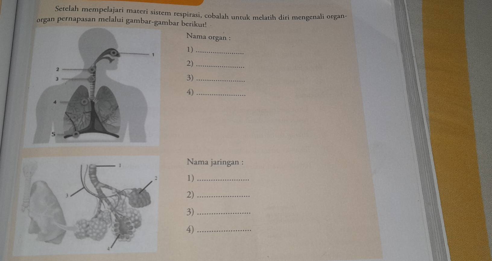 Setelah mempelajari materi sistem respírasi, cobalah untuk melatih diri mengenali organ- 
organ pernapasan melalui gambar-gambar berikut! · 
Nama organ : 
1)_ 
2)_ 
3)_ 
4)_ 
Nama jaringan : 
1)_ 
2)_ 
3)_ 
4)_