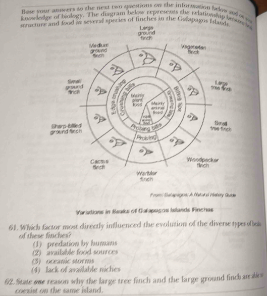 Base your answers to the next two questions on the information below and a 
knowledge of biology. The diagram below represents the relationship betwer sa
structunches in the Ga
From: Salapagos: A Natura Histey Suide
Variations in Beaks of Calapaços Islands Finchas
61. Which factor most directly influenced the evolution of the diverse typerof bes
of these finches?
(1) predation by humans
(2) available food sources
(3) oceanic storms
(4) lack of available niches
62. State one reason why the large tree finch and the large ground finch are aik s
coexist on the same island.