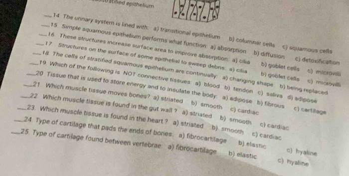 0st atned epithelium 
_14. The urinary syster is lined with: a) transitional epithelium b) columnar cells c) squamous cefls
_15. Simple squamous epithelium performs what function a) absorption b) diffusion c) detoxification
_16 These structures increase surface area to improve absorption. a) cila b) goblet cells c) microvilli
_17. Structures on the surface of some epithelial to sweep debris a) cilia b) goblet cells c) micsovilli
_18. The cells of stratified squamous epithelium are continually: a) changing shape b) being replaced
_19. Which of the following is NOT connective tissues: a) blood b) tendon c) saliva d) adipose
_20 Tissue that is used to store energy and to insulate the body: a) adipose b) fibrous c) cartilage
_21 Which muscle tissue moves bones? a) striated b) smooth c) cardiae
_22 Which muscle tissue is found in the gut wall ? a) striated b) smooth c) cardiac
_23. Which muscle tissue is found in the heart ? a) striated b) smooth c) cardiac
_24. Type of cartilage that pads the ends of bones a) fibrocartilage b) elastic c) hyaline
_25. Type of cartilage found between vertebrae: a) fibrocartilage b) elastic c) hyaline
