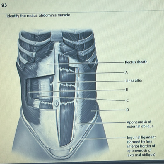 Identify the rectus abdominis muscle.