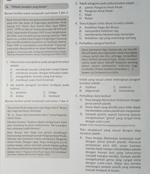 Pilihlah jawaban yang benar! 3. Tokoh antagonis pada cerita tersebut adalah . . . .
A. paman Pangeran Amat Mude
Bacaan berikut untuk menjawab soal nomor 1 dan 2. C. Naga B. Pangeran Amat Mude
Acep Zamzam Noor merupakan penyair dan sastrawan D. Buaya
yang lahir dan besar di lingkungan pesantren. Anak
sulung K.H. Moch. Ilyas Ruhiat (Rais 'Aam PBNU 4. Tema kutipan cerita rakyat tersebut adalah . . . .
1992-1999) ini lahir di Tasikmalaya pada 28 Februari A. kesaktian Naga dan Buava
1960. Sešak duduk di bangku SMP. Acep mengikrarkan B. menyambut kelahiran raja
diri tidak mau menjadi bayang-bayang ayahnya. Oleh C. memberantas kesewenang-wenangan
karena itu, ia tidak betah tinggal di lingkungan Cipasung D. kekalahan raja yang sewenang-wenang
dan memilih pindah ke pesantren as-Syafiiyah Jakarta. 5. Perhatikan paragraf berikut!
Pada 1989 ia menciptakan puísi berjudul ''Cipasung''
yang telah diterjemahkan ke dalam berbagai bahasa.
Sumber: A. Khaïril Anam dkk., Ensiklopediø Nahdlotuł Ulama: Sejaroh. Daun berwarna hijau karena ada zat klorofil.
Klorofil dalam daun digunakan untuk menangkap
Takoh don Khazonoh Pesontren, Jakaria, Matabangsa dan PBNU, 2014 cahaya merah dan biru sehingga menjadikan
daun terlihat berwarna hijau. Selain memberi
1. Makna kata menciptakan pada paragraf tersebut warna pada daun, klorofil berperan penting
adalah . . . . dalam proses pembuatan makanan bagi
A. membuat sesuatu yang baru tanpa bahan tumbuhan. Proses tersebut dinamakan [. . .].
B. membuat sesuatu dengan kekuatan batin Sumber: Juh/Cnnindonesia.com (2024)
C. mengadakan sesuatu yang luar biasa
D. membuat suatu hasil kesenian Istilah yang sesuai untuk melengkapi paragraf
2. Ide pokok paragraf tersebut terdapat pada A. replikasi tersebut adalah . . . . C. simbiosis
kalimat . . . . C. ketiga
A. pertama B. degenerasi D. fotosintesis
B. kedua D. keempat 6. Perhatikan data berikut!
Bacaan berikut untuk menjawab soal nomor 3 dan 4. 1) Paus bergigi ditemukan terdampar dengan
perut penuh plastik.
"Kau Amat Mude sang putra raja Negeri Alas?" Buaya 2) Sonar alami yang dimiliki paus tidak dapat
dan Naga bertanya serempak. membedakan antara plastik dan mangsanya.
"B... b... benar. Dari mana kalian tahu?" tanya Pangeran 3) Sampah plastik seperti kantong belanja
Amat Mude. mengeluarkan ''gema'' yang sangat mirip
dengan cumi-cumi.
Mereka tertawa. "Ayahmu adalah sahabat kami. Kami Sumber: Sysilia Tanhati/'Nationalgegngraphic.grid.id (2024)
dulu diundang ke pesta kelahiranmu. Tak kusangka,
kau sekarang sudah dewasa." Teks eksplanasi yang sesuai dengan data
Ikan, Buaya, dan Naga pun geram mendengar tersebut adalah . . .
kesewenang-wenangan paman Pangeran Amat Mude
Mereka lalu bertekad untuk membantu Pangeran A. Paus bergigi ditemukan terdampar mati
Amat Mude. Dengan sigap. Naga terbang ke pucuk dengan perut penuh plastik. Menurut
pohon kelapa untuk memetik sebutir kelapa gading penjelasan para ahli, sonar bawaan
dan menverahkannya kepada Pangeran Amat Mude mereka tidak mampu membedakan plastik
Sumber: Dian K, "Pangeran Amat Mude" dalam 100 Cerita Rokyat dengan hewan laut yang seharusny
Nisentøra, Jakarta, Bhuana Ilmu Populer, 2016 menjadi mangsa mereka. Sampah plastik
mengeluarkan gema yang sangat mirip 
dengan cumi-cumi, Wajar jika mereka
memangsa sampah plastik yang memang
banyak terdapat di lautan.