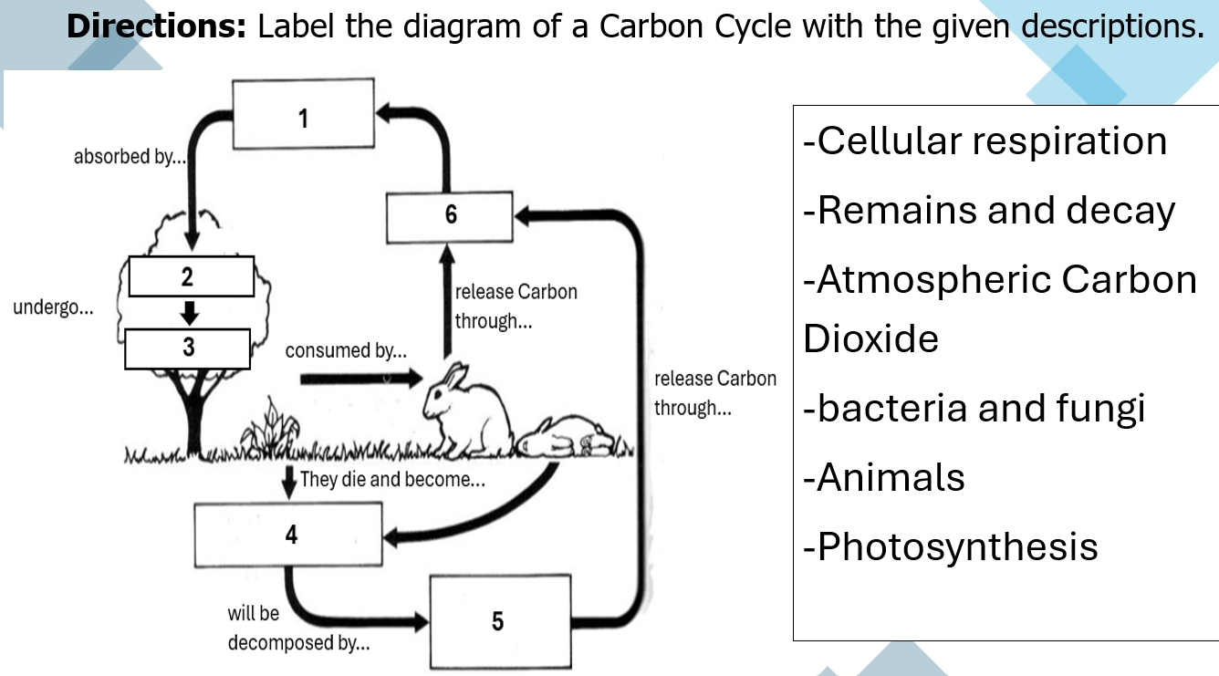 Solved: Directions: Label the diagram of a Carbon Cycle with the given ...
