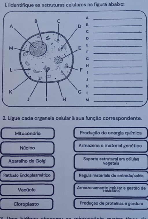 lidentifique as estruturas celulares na figura abaixo:
2. Ligue cada organela celular à sua função correspondente.
Mitocôndria Produção de energia química
Núcleo Armazena o material genético
Aparelho de Golgi Suporte estrutural em células
vegetals
Retículo Endoplasmático Regula materiais de entrada/saída
Vacúolo Armazenamento celular e gestão de
resíduos
Cloroplasto Produção de proteínas e gordura