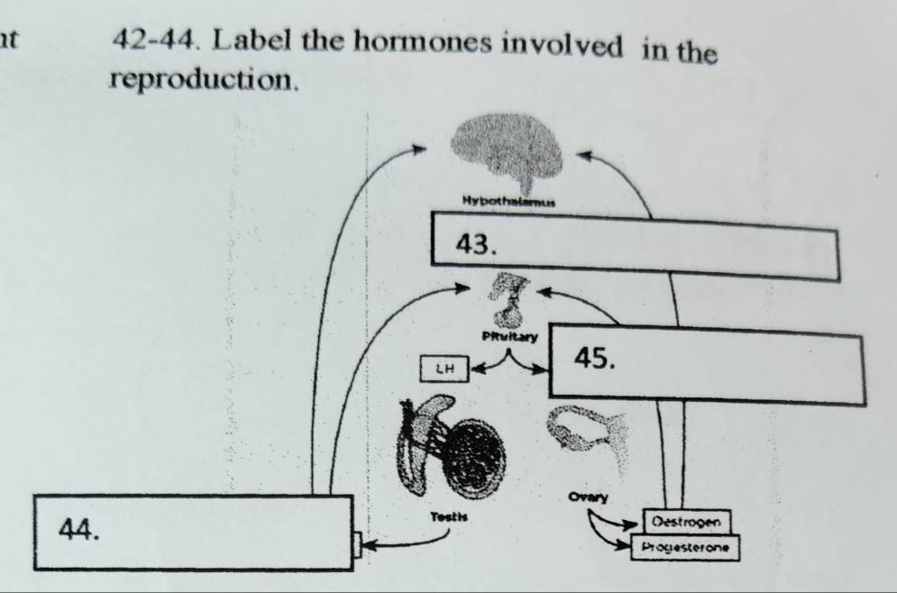 at 42-44. Label the hormones involved in the 
reproduction.