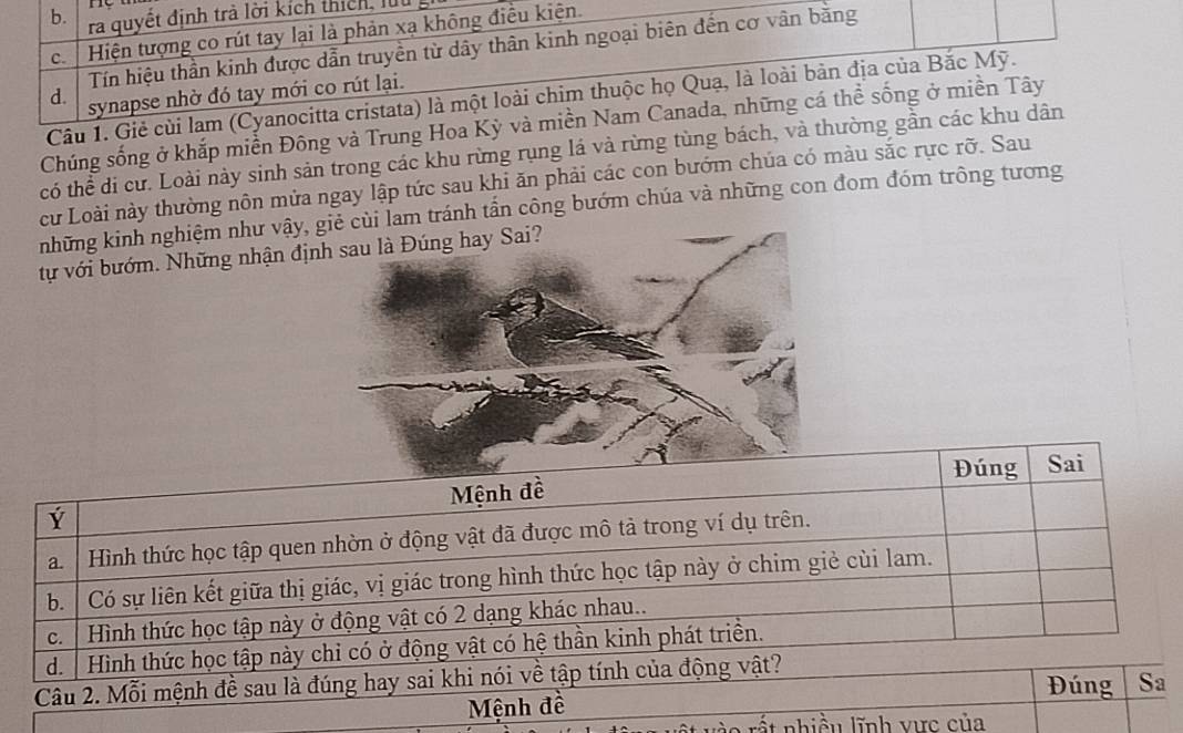 b. ra quyết định trà lời kích thích, luu
c. | Hiện tượng co rút tay lại là phản xa không điều kiện.
Tín hiệu thần kinh được dẫn truyền từ dây thân kinh ngoại biên đến cơ vân bằng
d. synapse nhờ đó tay mới co rút lại.
Câu 1. Giẻ củi lam (Cyanocitta cristata) là một loài chim thuộc họ Quạ, là loài bản địa của Bắc Mỹ.
Chúng sống ở khắp miền Đông và Trung Hoa Kỳ và miền Nam Canada, những cá thể sống ở miền Tây
có thể di cư. Loài này sinh sản trong các khu rừng rụng lá và rừng tùng bách, và thường gần các khu dân
cư Loài này thường nôn mửa ngay lập tức sau khi ăn phải các con bướm chúa có màu sắc rực rỡ. Sau
những kinh nghiệm như vậy, giẻ cùi lam tránh tấn công bướm chúa và những con đom đóm trông tương
tự với bướm. Những nhận đị
it nhiều lĩnh vực của