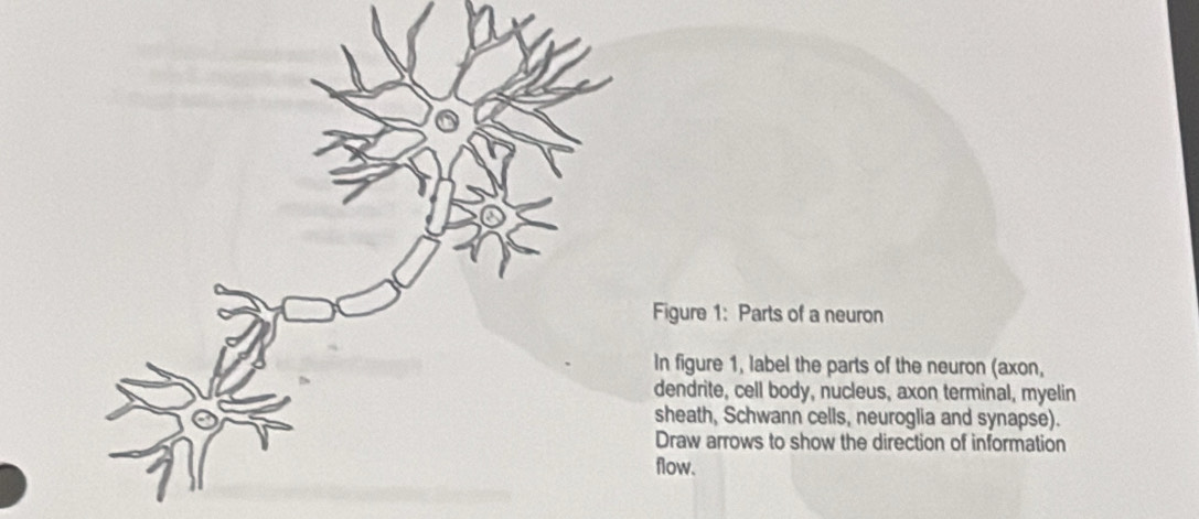 Solved: Figure 1: Parts of a neuron In figure 1, label the parts of the ...