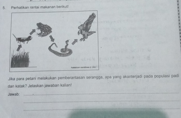 Perhatikan rantai makanan berikut! 
Jika para petani melakukan pemberantasan serangga, apa yang akanterjadi pada populasi padi 
dan katak? Jelaskan jawaban kalian! 
Jawab: 
_ 
_ 
_