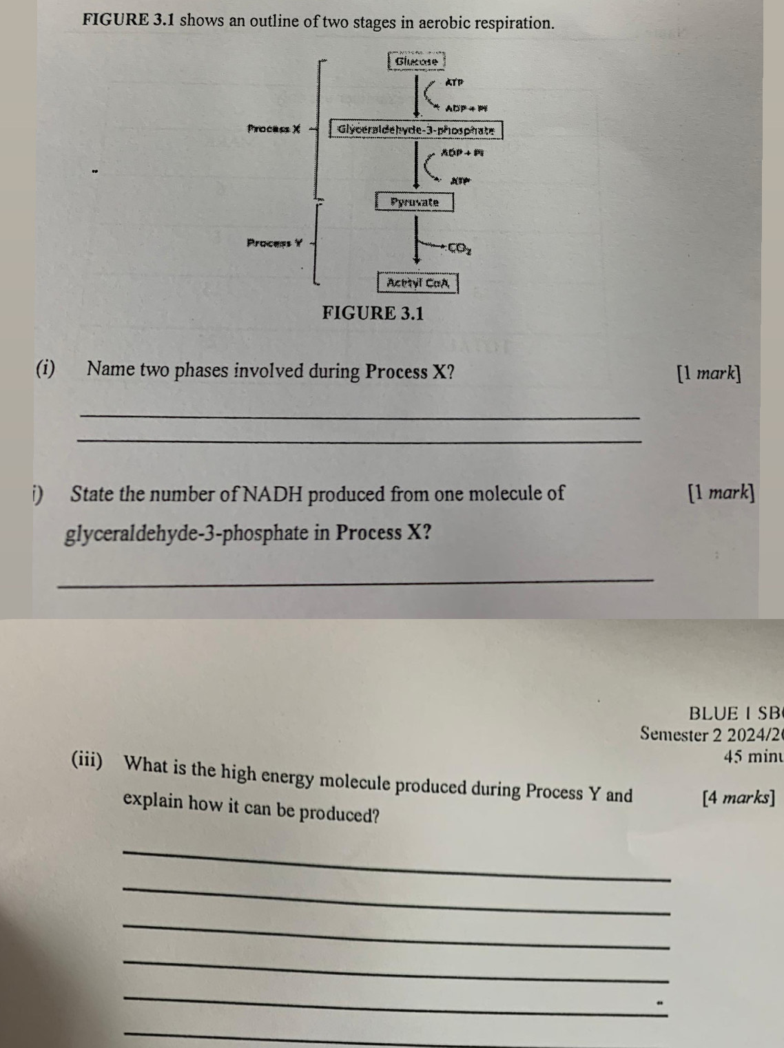 FIGURE 3.1 shows an outline of two stages in aerobic respiration.
(i) Name two phases involved during Process X? [1 mark]
_
_
i) State the number of NADH produced from one molecule of [1 mark]
glyceraldehyde-3-phosphate in Process X?
_
BLUE I SB
Semester 2 2024/2
45 minu
(iii) What is the high energy molecule produced during Process Y and [4 marks]
explain how it can be produced?
_
_
_
_
_
_