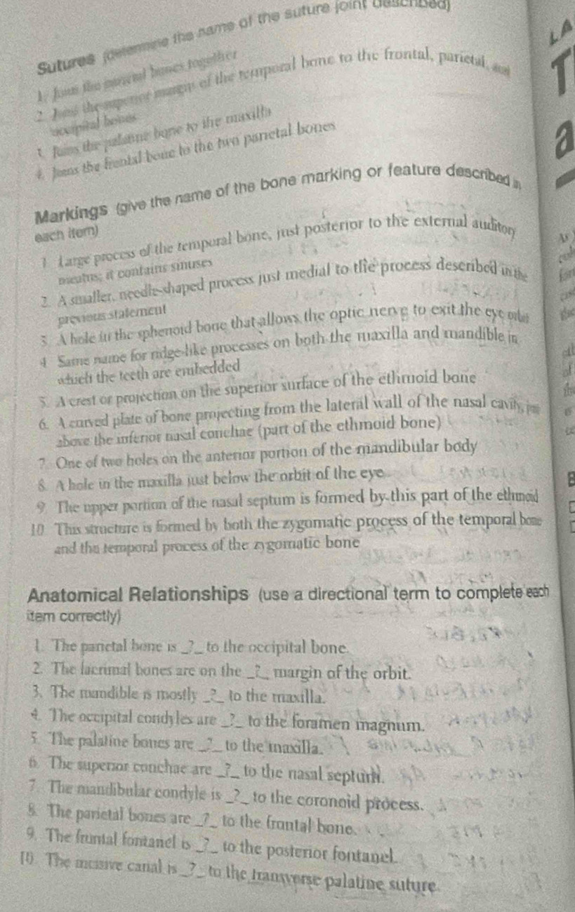 LA
Sutures (delerine the hame of the suture joint descriped
1, fom the manend banes together
2. Jas the supener margy of the temporal bone to the frontal, parictal as
I
occipital bonés
t Rams the palanne bone to the maxills
Jens the frental bone to the two parictal bones
Markings (give the name of the bone marking or feature described in
each itern)
1 Large process of the temporal bone, just posterior to the external auditor
cad
mieatus; it contains sinuses
2. A smaller, needl-shaped process just medial to the process described inte
bn
as
previons statement
3. A hole in the sphenoid bone that allows the optic nerve to exit the eye oe
4 Same name for ridge-like processes on both the maxilla and mandible in the
at
which the teeth are embedded
i
5. A crest or projection on the superior surface of the ethmoid bone
6. A curved plate of bone projecting from the lateral wall of the nasal cavily, j 
above the inferior nasal conchae (part of the ethmoid bone)
a
? One of two holes on the anterior portion of the mandibular body
8. A hole in the maxilla just below the orbit of the eye
9 The upper portion of the nasal septum is formed by this part of the ethmoid
10 This structure is formed by both the zygomatic process of the temporal bo
and the temporal process of the zygomatic bone
Anatomical Relationships (use a directional term to complete each
item correctly)
1. The parictal bone is __?__ to the occipital bone.
2. The lacrimal bones are on the _?__ margin of the orbit.
3. The mandible is mostly _?__ to the maxilla.
4. The occipital condyles are _?__ to the foramen magnum.
5. The palatine bones are __?__ to the maxilla.
6. The superior conchae are __?__ to the nasal septur.
7. The mandibular condyle is _?__ to the coronoid process.
8. The parietal bones are __?__ to the frontal bone.
9. The fruntal fontanel is __ to the posterior fontanel.
[). The mussive canal is _?_ to the transverse palatine suture.