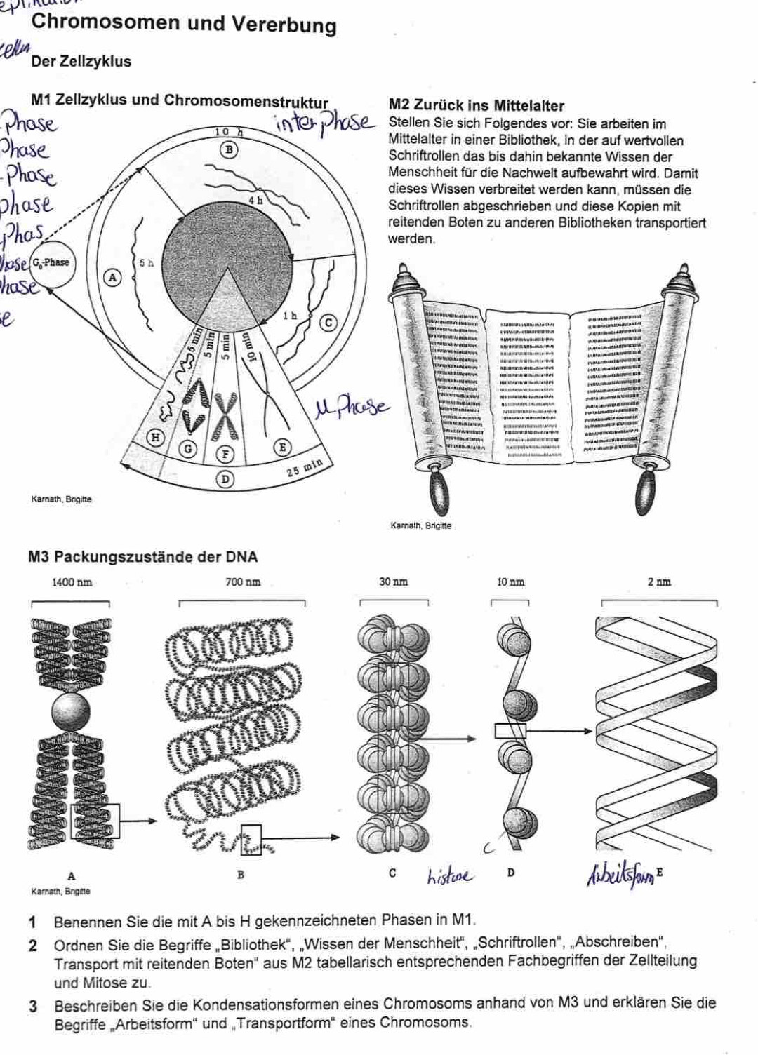 Chromosomen und Vererbung 
Der Zellzykius 
M1 Zellzyklus und Chromosomenstruktur M2 Zurück ins Mittelalter 
len Sie sich Folgendes vor: Sie arbeiten im 
elalter in einer Bibliothek, in der auf wertvollen 
riftrollen das bis dahin bekannte Wissen der 
schheit für die Nachwelt aufbewahrt wird. Damit 
es Wissen verbreitet werden kann, müssen die 
iftrollen abgeschrieben und diese Kopien mit 
nden Boten zu anderen Bibliotheken transportiert 
werden. 
Karnath, Brigitte 
M3 Packungszustände der DNA
1400 nm 700 nm 30 nm 10 nm 2 nm
C 
A 
B 
C 
D 
Karnath, Brgitte 
1 Benennen Sie die mit A bis H gekennzeichneten Phasen in M1. 
2 Ordnen Sie die Begriffe „Bibliothek', „Wissen der Menschheit", „Schriftrollen', „Abschreiben", 
Transport mit reitenden Boten' aus M2 tabellarisch entsprechenden Fachbegriffen der Zellteilung 
und Mitose zu 
3 Beschreiben Sie die Kondensationsformen eines Chromosoms anhand von M3 und erklären Sie die 
Begriffe „Arbeitsform' und „Transportform'' eines Chromosoms.