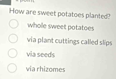 How are sweet potatoes planted?
whole sweet potatoes
via plant cuttings called slips
via seeds
via rhizomes