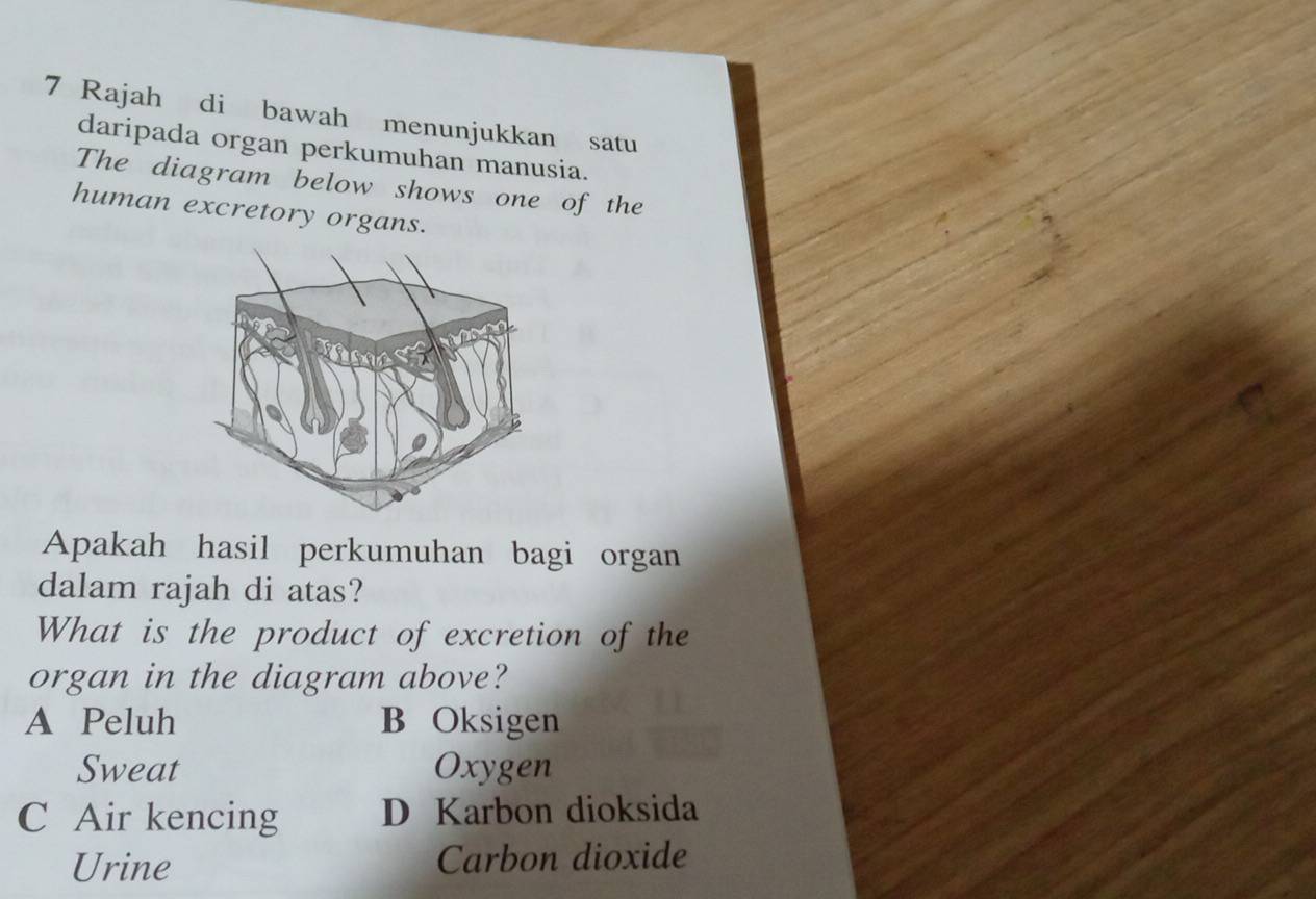 Rajah di bawah menunjukkan satu
daripada organ perkumuhan manusia.
The diagram below shows one of the
human excretory organs.
Apakah hasil perkumuhan bagi organ
dalam rajah di atas?
What is the product of excretion of the
organ in the diagram above?
A Peluh B Oksigen
Sweat Oxygen
C Air kencing D Karbon dioksida
Urine Carbon dioxide