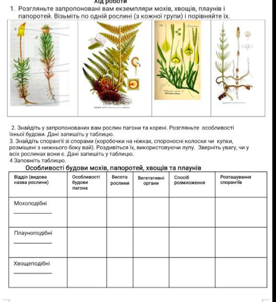 Розгляньте залропоновані вам екземпляри мохів, хвошів, πлаунів і 
πаπоротей. Візьмίτь πо одній рослині (з κожноїгруπи) ⅰ πорίвняйτе їх. 
2. Знайдίть у запролонованих вам рослин пагони та корені. Розгляньте особливості 
їхньої будови. Дані запишίть у таблицю. 
3. Знайδίτь сπлорангії зі сπорами (Κорοбοчκи на нίжκах, слороносні колоски чи Κуπκи, 
розмішені з нижнього боку вай). Роздивіться ῖх, використовуюочи лупу. Зверніть увагу, чи у 
всіх рослинах вони е. Дані запишіть у таблицю. 
4 Заповніть таблицю.