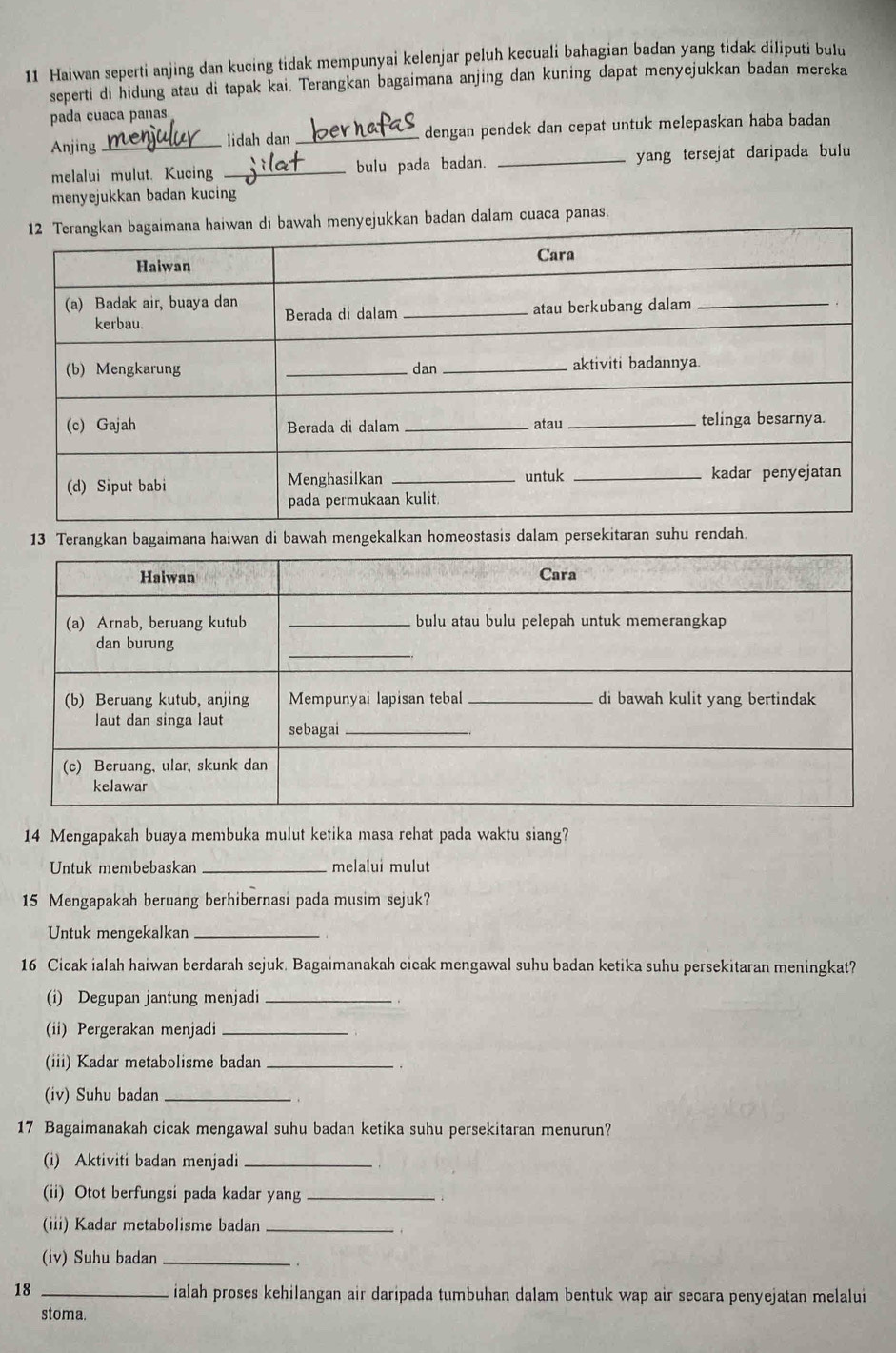 Haiwan seperti anjing dan kucing tidak mempunyai kelenjar peluh kecuali bahagian badan yang tidak diliputi bulu 
seperti di hidung atau di tapak kai. Terangkan bagaimana anjing dan kuning dapat menyejukkan badan mereka 
pada cuaca panas. 
Anjing _lidah dan_ dengan pendek dan cepat untuk melepaskan haba badan 
melalui mulut. Kucing _bulu pada badan. _yang tersejat daripada bulu 
menyejukkan badan kucing 
am cuaca panas. 
13 Terangkan bagaimana haiwan di bawah mengekalkan homeostasis dalam persekitaran suhu renda. 
14 Mengapakah buaya membuka mulut ketika masa rehat pada waktu siang? 
Untuk membebaskan _melalui mulut 
15 Mengapakah beruang berhibernasi pada musim sejuk? 
Untuk mengekalkan_ 
16 Cicak ialah haiwan berdarah sejuk. Bagaimanakah cicak mengawal suhu badan ketika suhu persekitaran meningkat? 
(i) Degupan jantung menjadi_ 
(ii) Pergerakan menjadi_ 
(iii) Kadar metabolisme badan_ 
. 
(iv) Suhu badan_ 
17 Bagaimanakah cicak mengawal suhu badan ketika suhu persekitaran menurun? 
(i) Aktiviti badan menjadi_ 
(ii) Otot berfungsi pada kadar yang _、 
(iii) Kadar metabolisme badan_ 
. 
(iv) Suhu badan_ 
18_ 
ialah proses kehilangan air daripada tumbuhan dalam bentuk wap air secara penyejatan melalui 
stoma.
