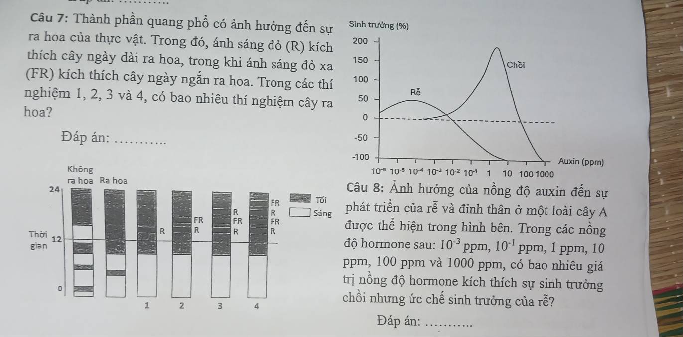 Thành phần quang phổ có ảnh hưởng đến sự
ra hoa của thực vật. Trong đó, ánh sáng đỏ (R) kích
thích cây ngày dài ra hoa, trong khi ánh sáng đỏ xa
(FR) kích thích cây ngày ngắn ra hoa. Trong các thí
nghiệm 1, 2, 3 và 4, có bao nhiêu thí nghiệm cây ra
hoa?
Đáp án: _
Câu 8: Ảnh hưởng của nồng độ auxin đến sự
hát triển của rễ và đỉnh thân ở một loài cây A
ược thể hiện trong hình bên. Trong các nồng
ộ hormone sau: 10^(-3) ppm, 10^(-1) ppm, 1 ppm, 10
pm, 100 ppm và 1000 ppm, có bao nhiêu giá
ị nồng độ hormone kích thích sự sinh trưởng
hồi nhưng ức chế sinh trưởng của rễ?
Đáp án:_