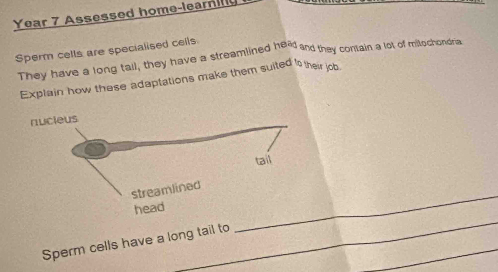 Year 7 Assessed home-learnin 
Sperm cells are specialised cells. 
They have a long tail, they have a streamlined head and they contain a lot of milochondra 
Explain how these adaptations make them suited to their job 
_ 
_ 
_ 
Sperm cells have a long tail to